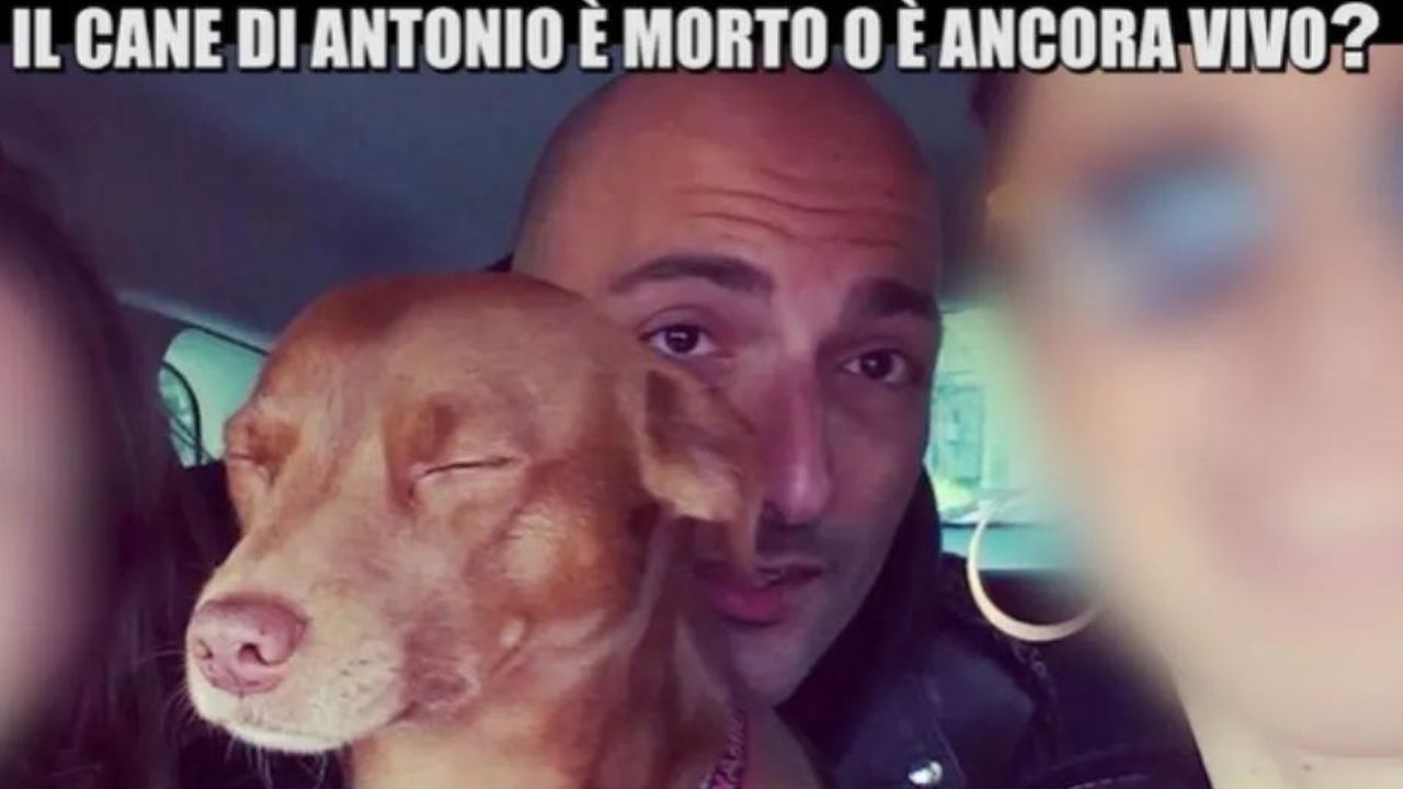 Le Iene, cosa deve fare Antonio, il padrone del cane Gustavo, per riavere l’amico a 4 zampe