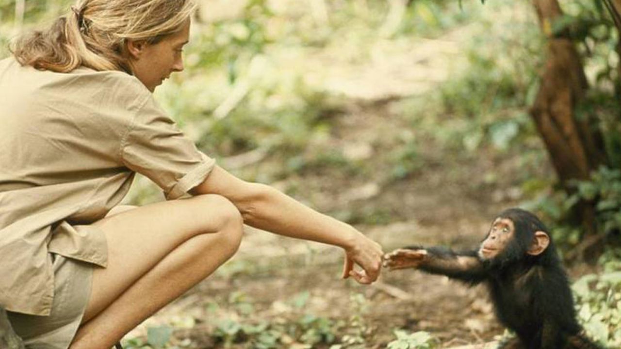 Che cosa ha fatto e chi è Jane Goodall